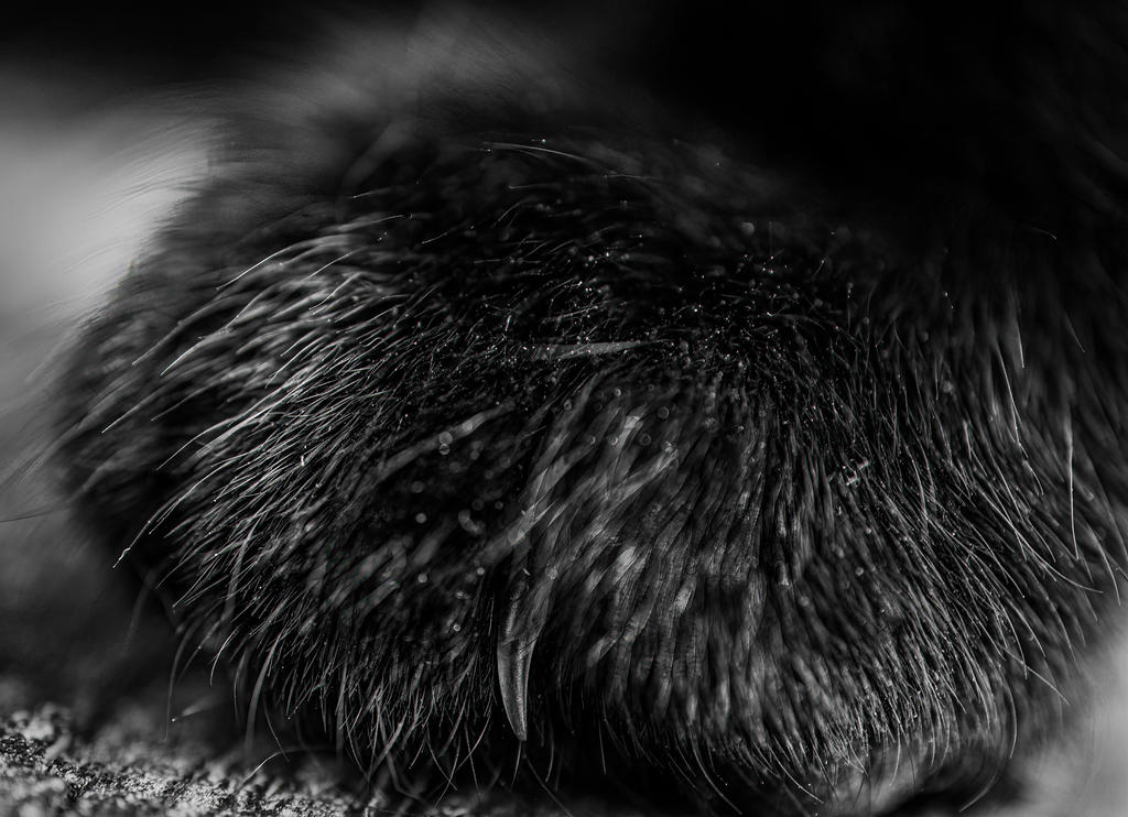 Dell Paw 2 (1 of 1).jpg