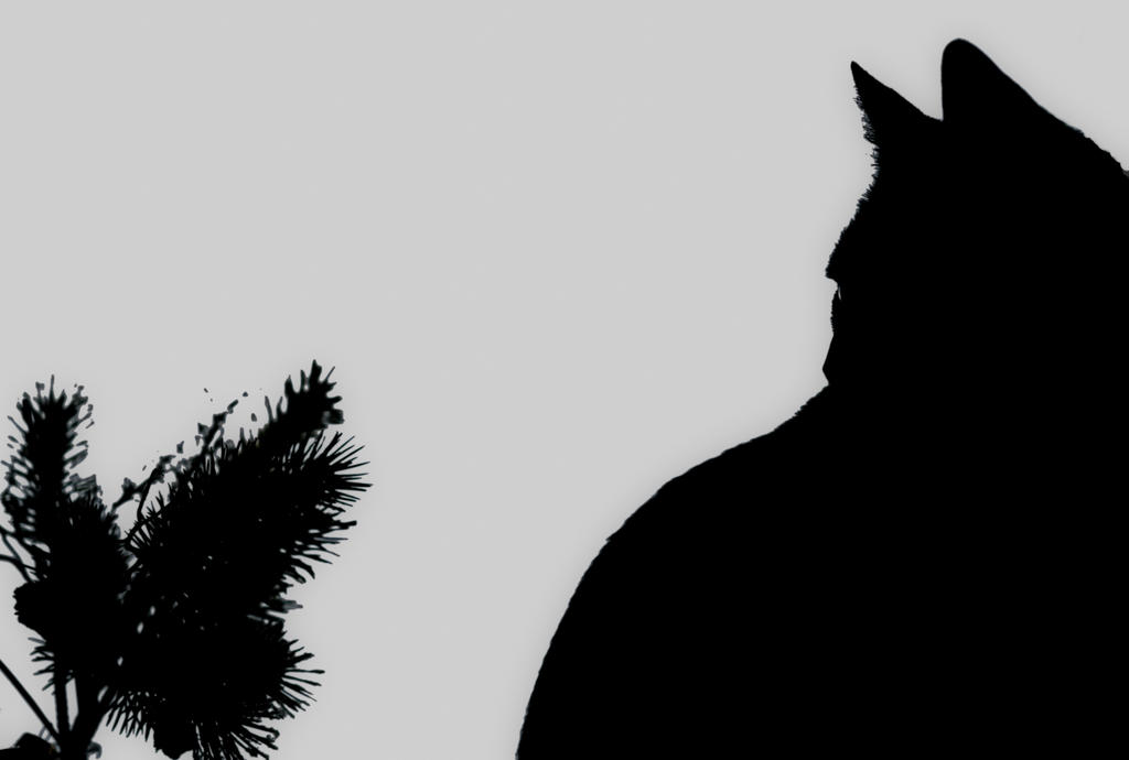 Dell  Silhouette 1 (1 of 1).jpg