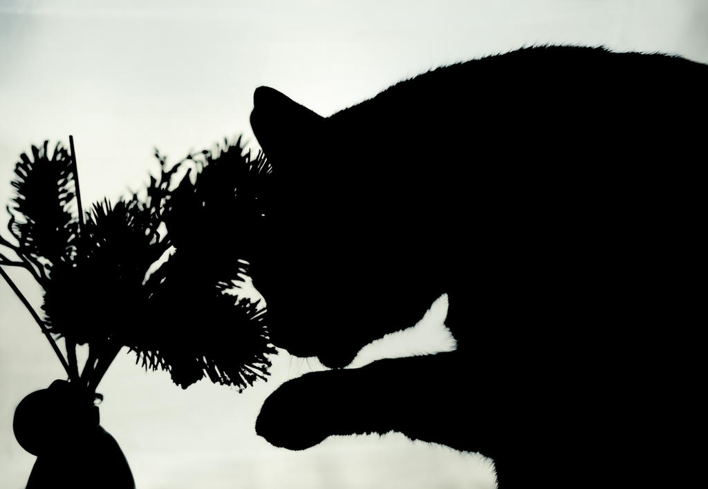 Dell  Silhouette 2 (1 of 1).jpg