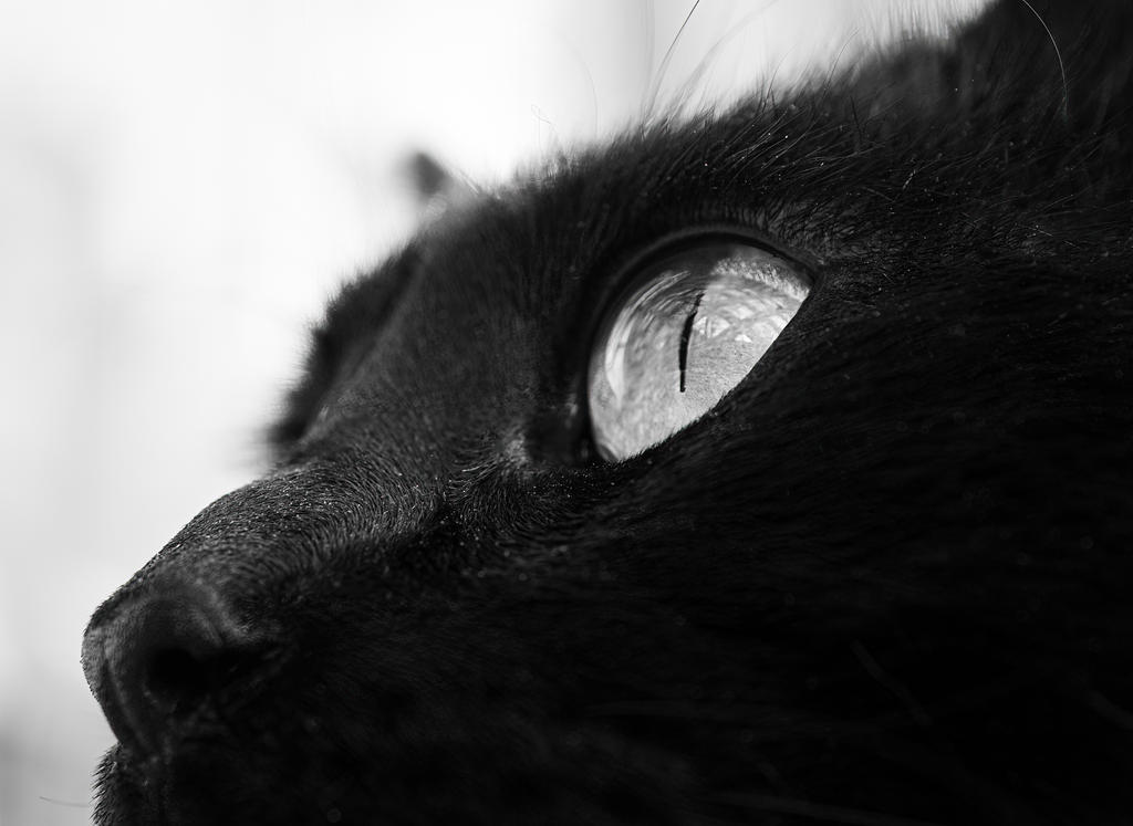 Dell Snout 2 (1 of 1).jpg