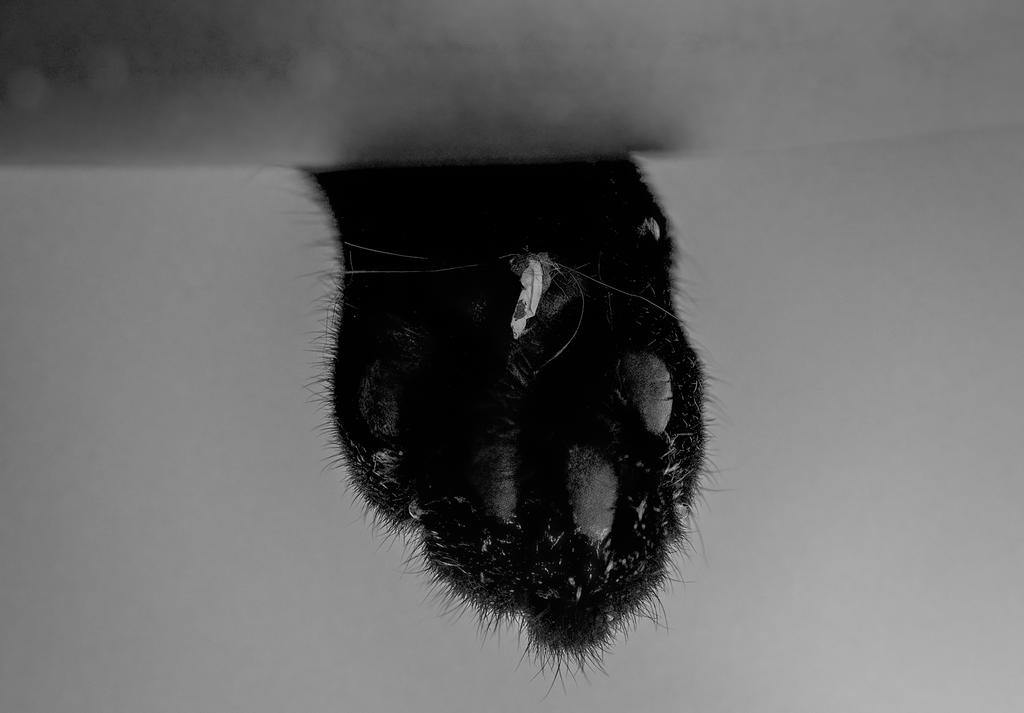 Dell's Paw Over Fridge (1 of 1).jpg