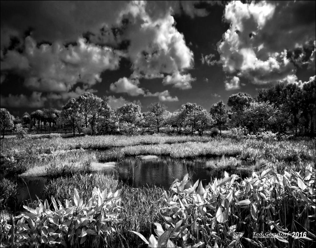 Delray Wetlands    2016.jpg
