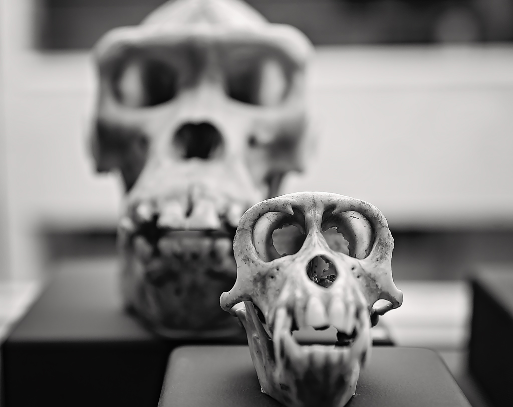 Dem Bones.jpg