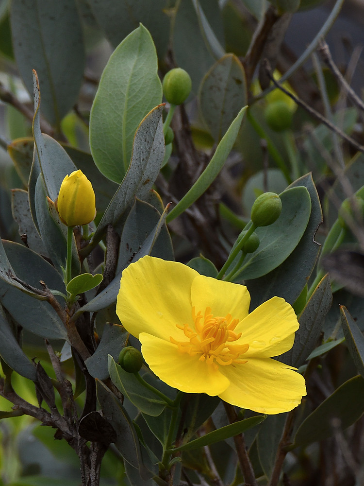 Dendromican.jpg