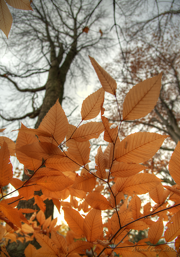 Dernières feuilles.jpg