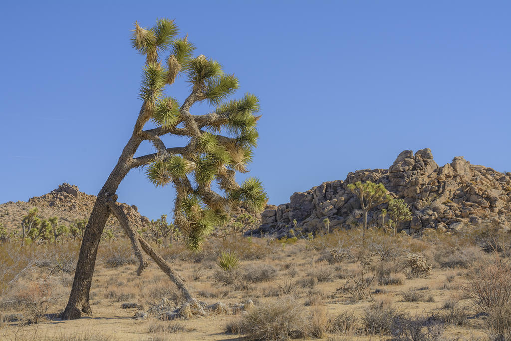 Desert 3 Redux.jpg