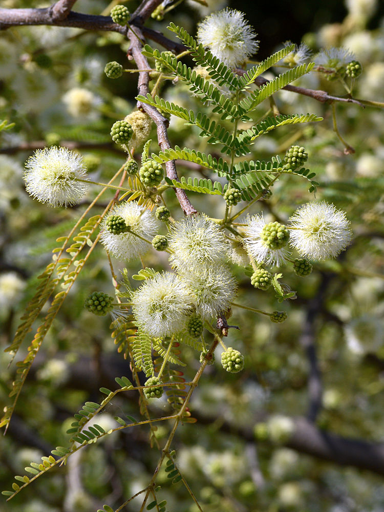 DesertFern.jpg