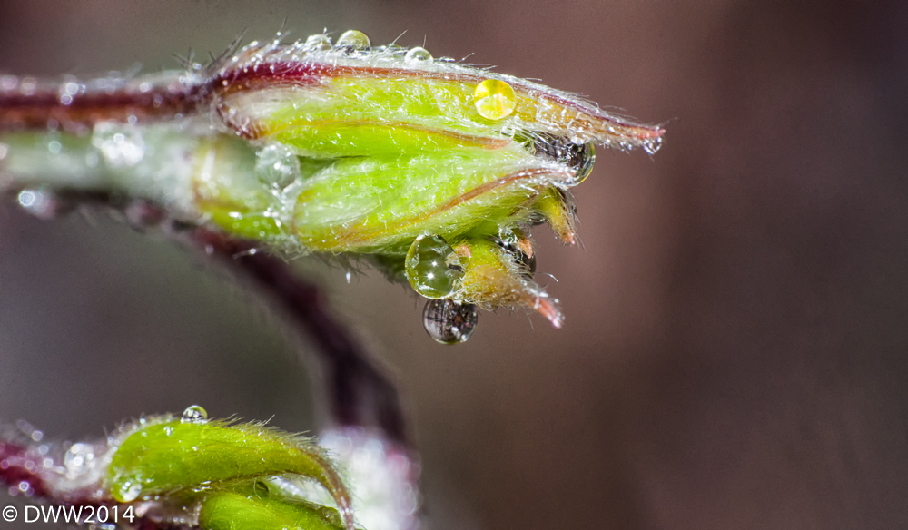 Dew Covered Green (1 of 1).jpg