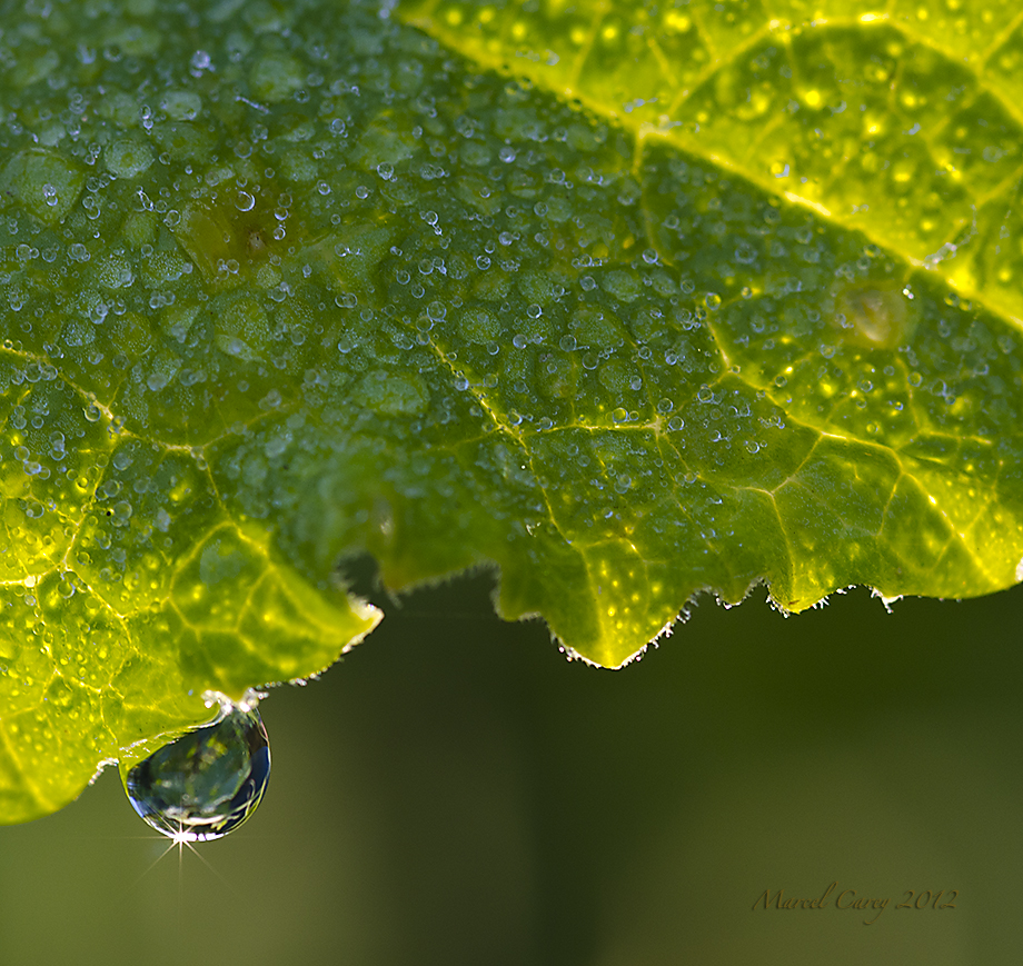 dew drop.jpg