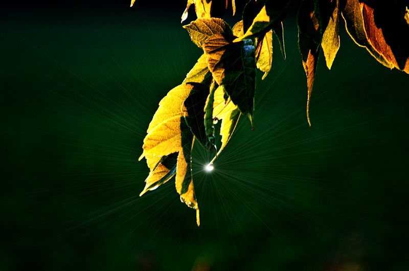 dew drop800.jpg