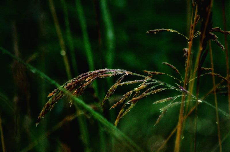 dew weed800.jpg