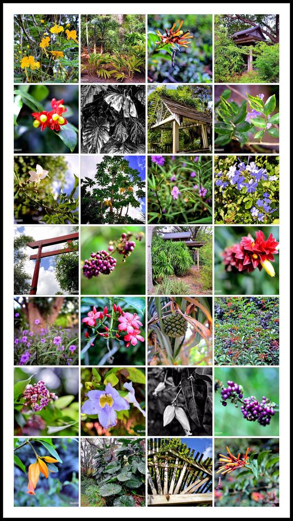 DFB Arbor Collage 2014-10-13.jpg