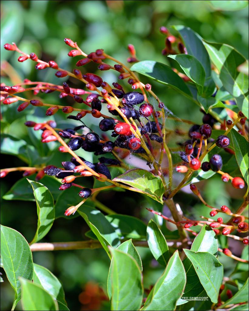 DFB Arboredum   31.jpg