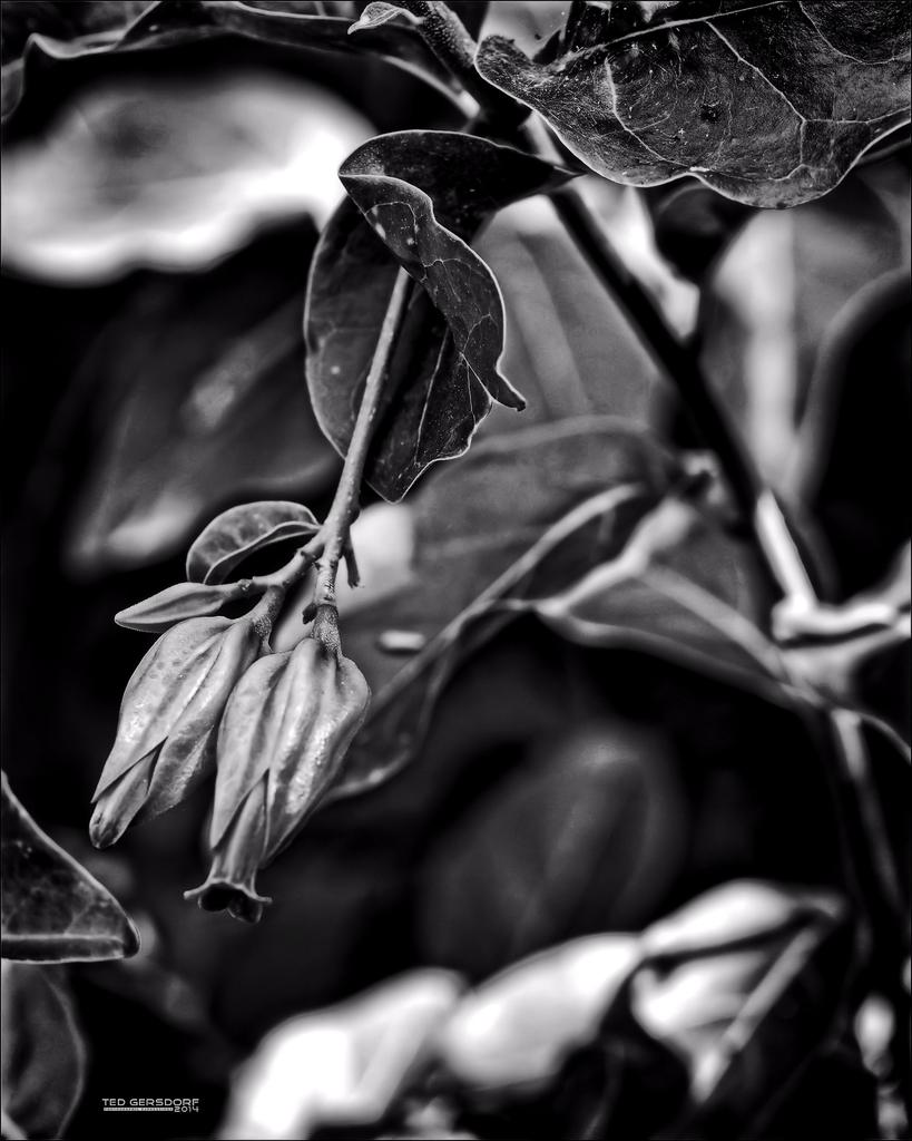 DFB Arboredum   32 copy.jpg