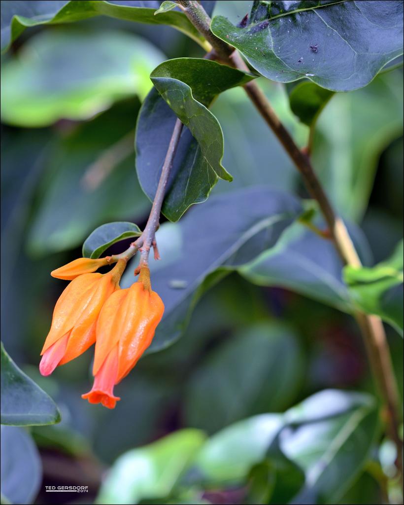DFB Arboredum   32.jpg