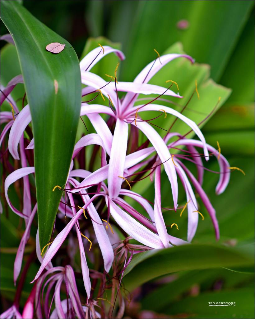 DFB Arboredum   33.jpg