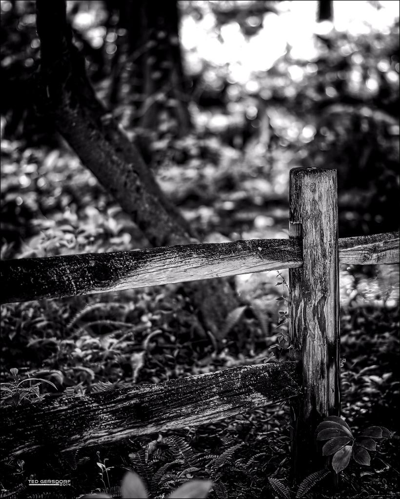 DFB Arboredum   47 copy.jpg