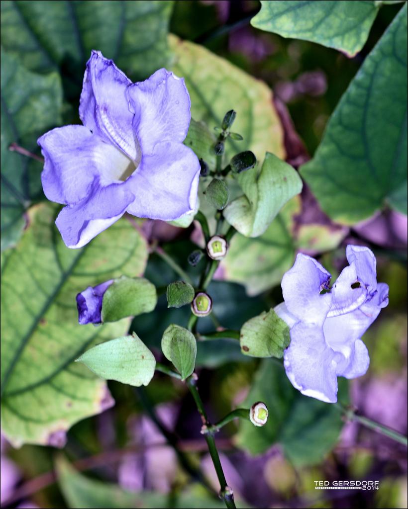 DFB Arboredum   5.jpg
