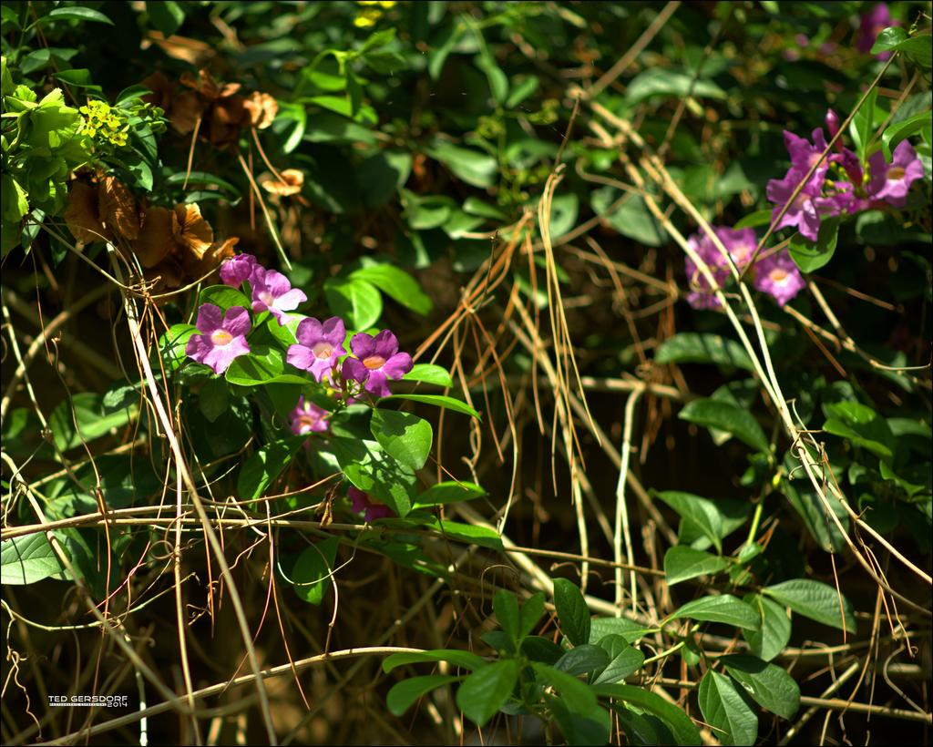DFB Arboredum   53.jpg