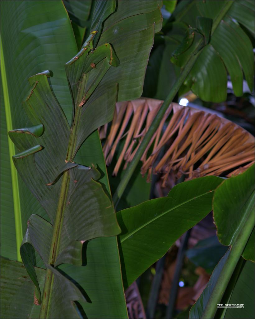 DFB Arboredum   54.jpg