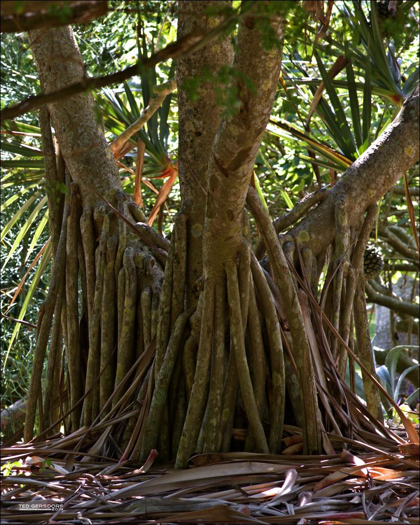 DFB Arboredum   55.jpg
