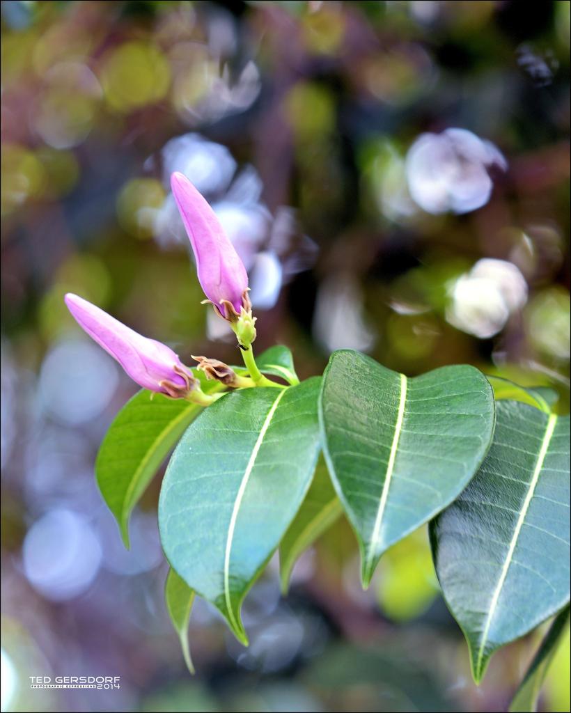 DFB Arboredum   6.jpg