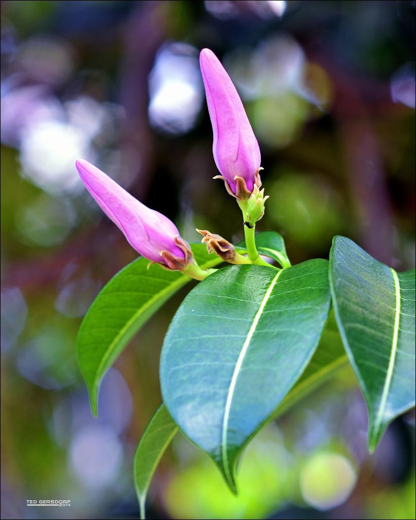DFB Arboredum   7.jpg