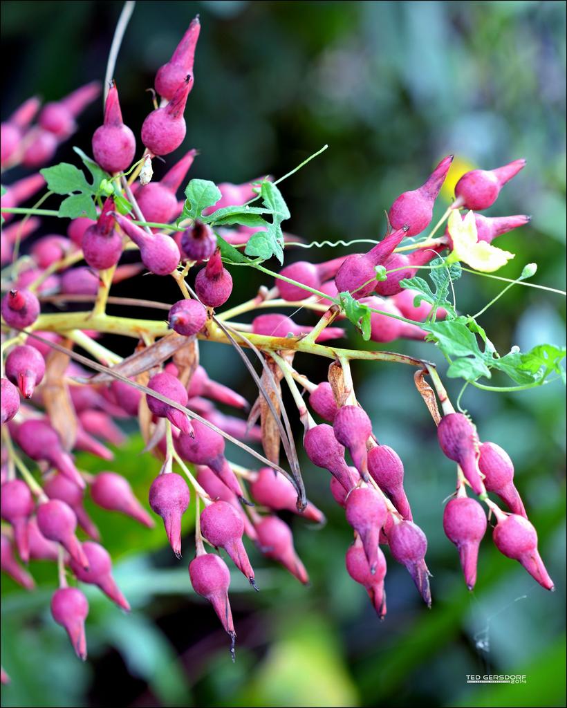 DFB Arboredum   8.jpg