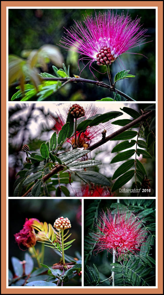 DFB Arboredum II   2016-03-14.jpg