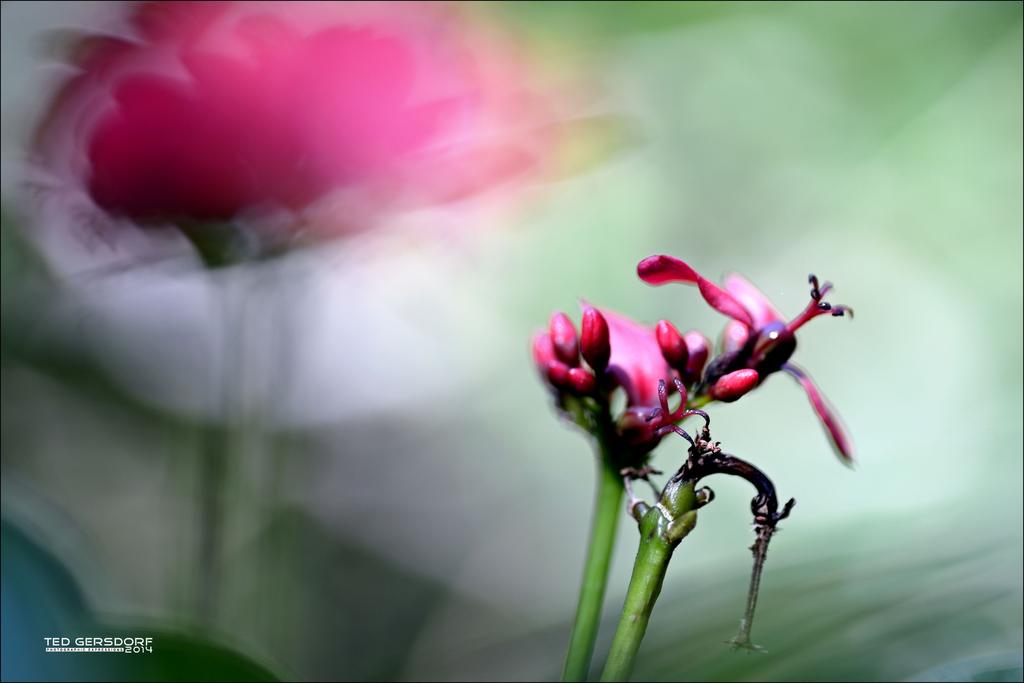 DFB Arboredum Tokina 100    1.jpg