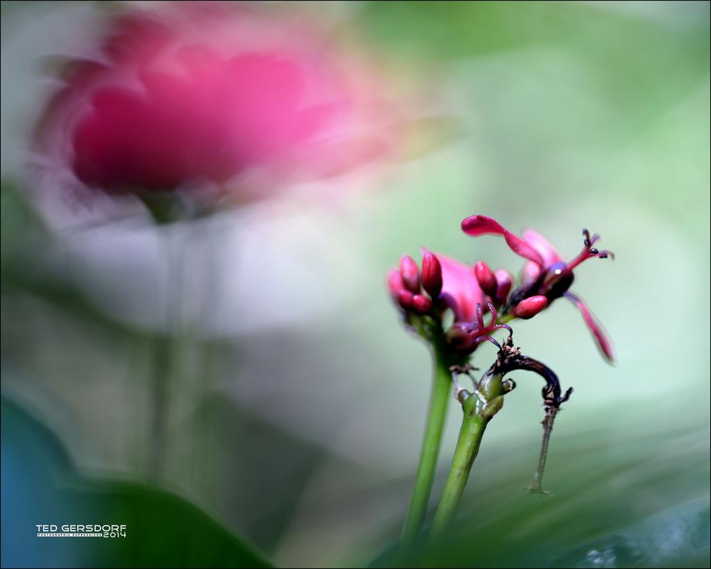 DFB Arboredum Tokina 100    2.jpg
