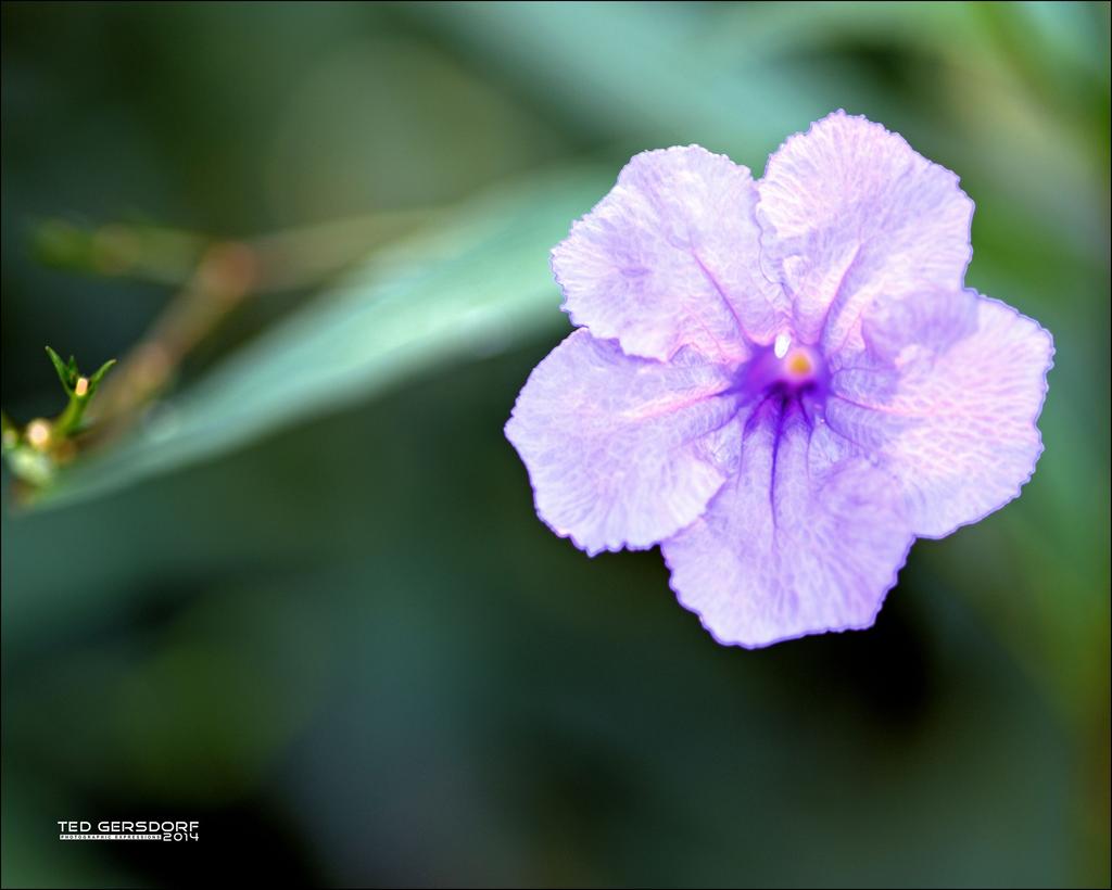 DFB Arboredum Tokina 100    5.jpg