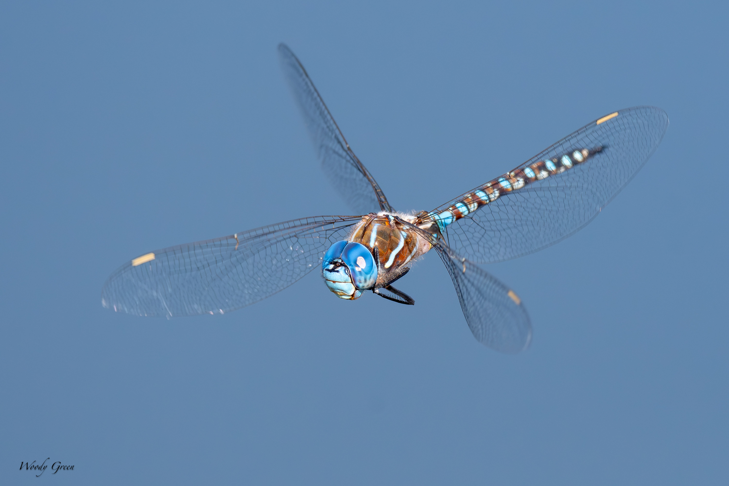 DFFlight-703.jpg