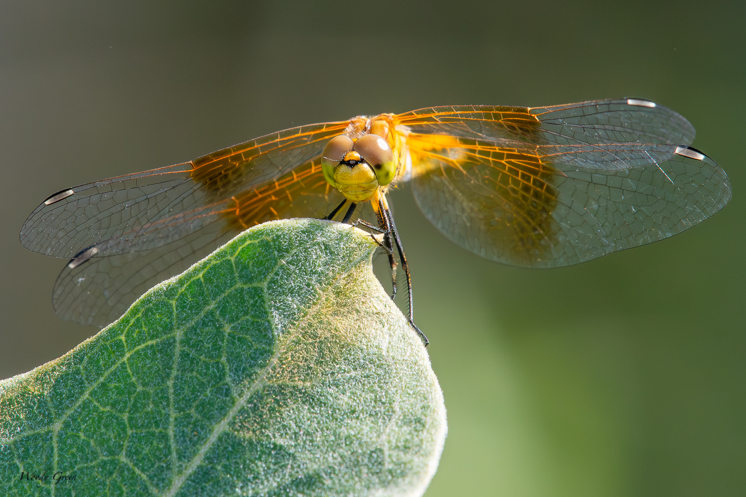 DFLeaf-259.jpg