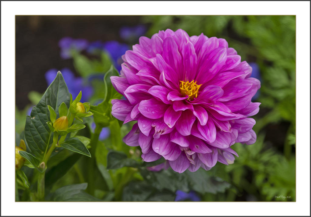 Dhalia 15 juilt.jpg