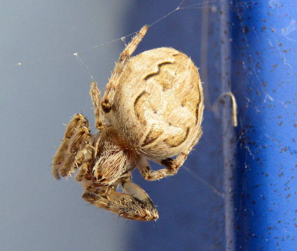 Diadem spider.jpg