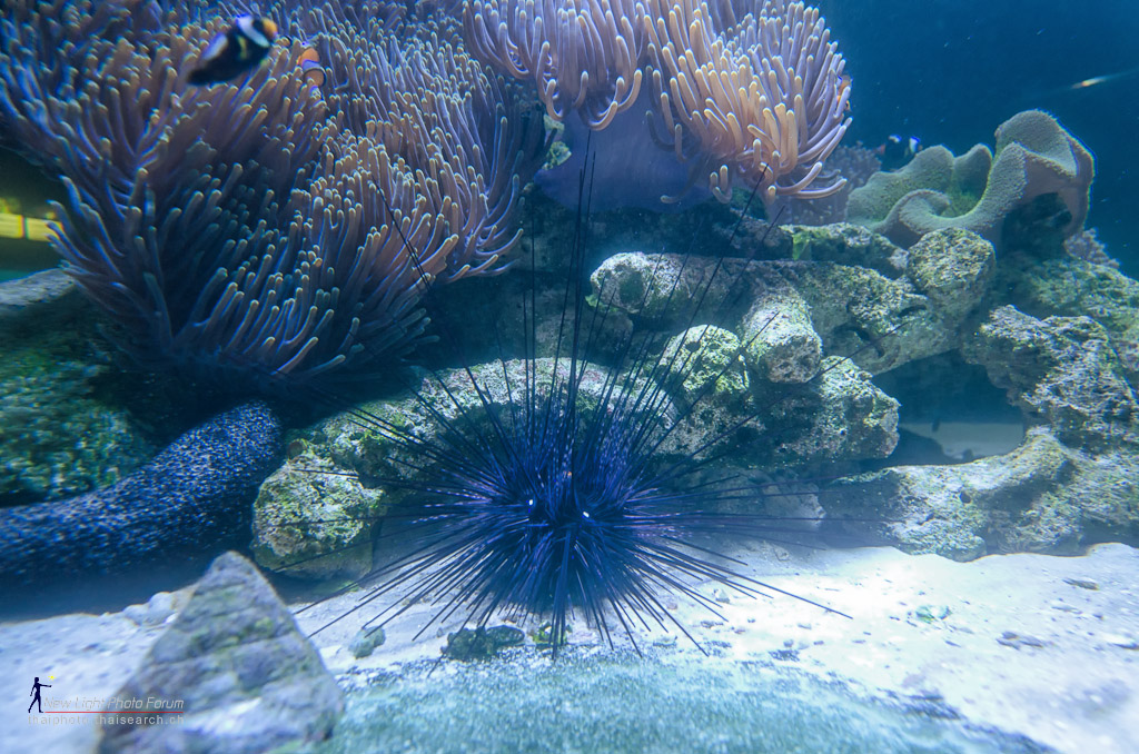 diadematidae-1.jpg