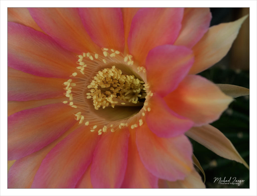 diff-blossom-2.jpg