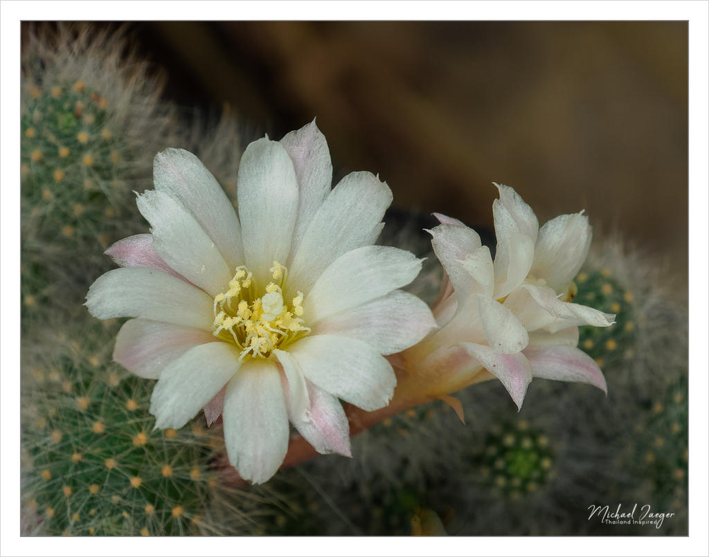 diff-blossom-3.jpg