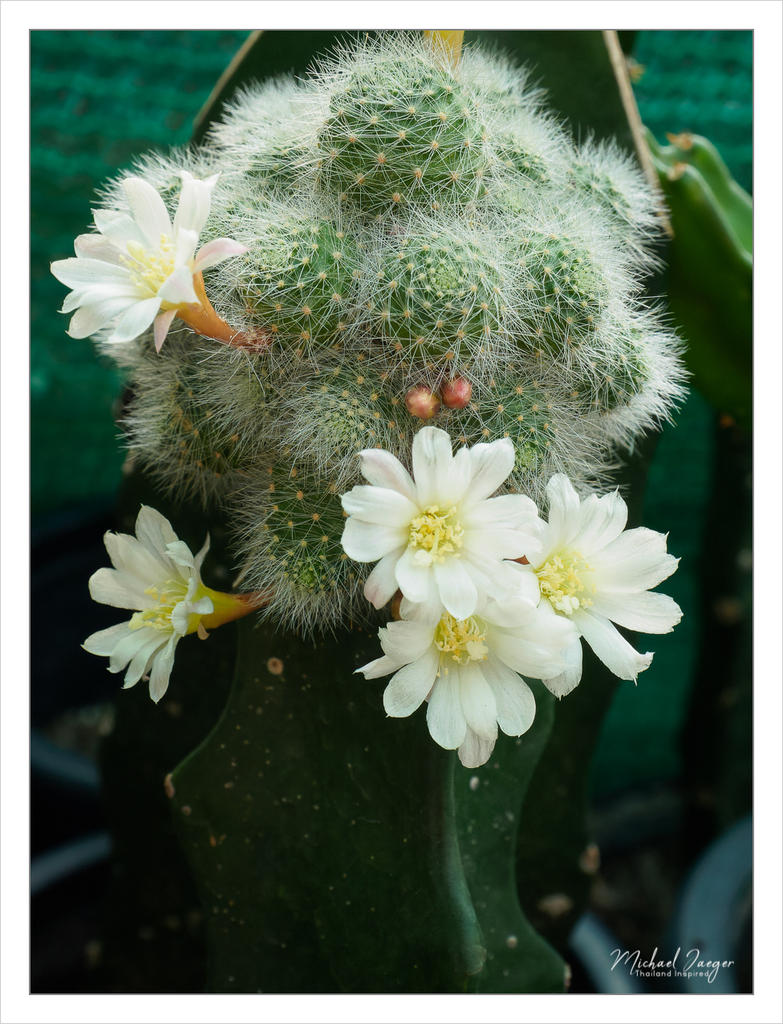 diff-blossom-5.jpg