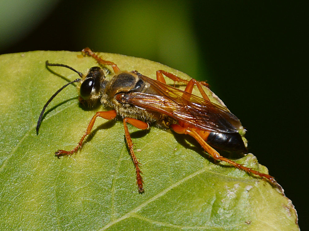 DiggerWasp.jpg