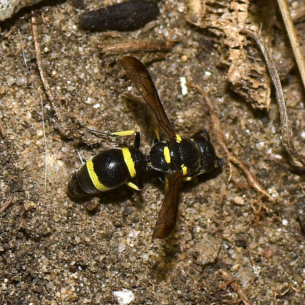 DiggerWasp.jpg