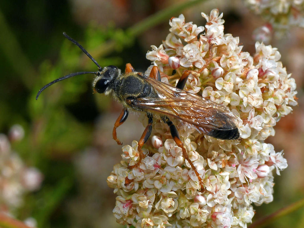 DiggerWasp.jpg
