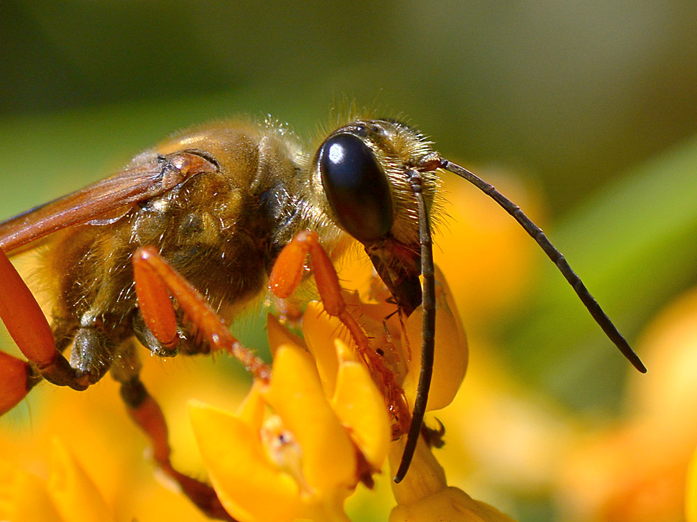 DiggerWasp.jpg