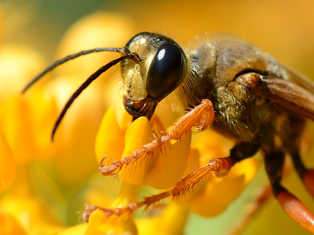 DiggerWasp3.jpg