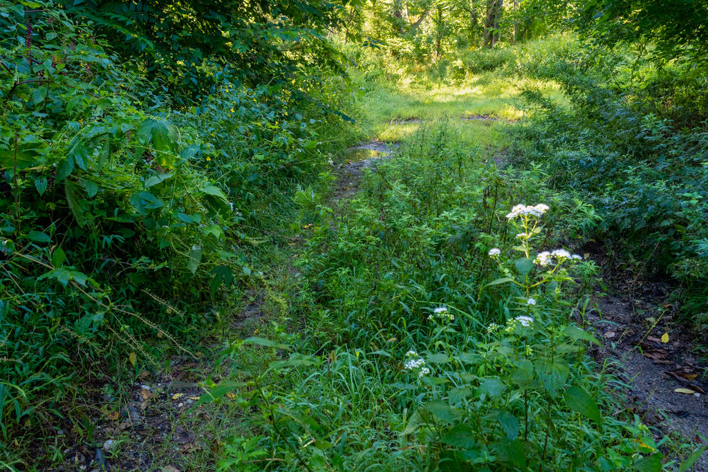 Dirt Road HDR 2-1.jpg