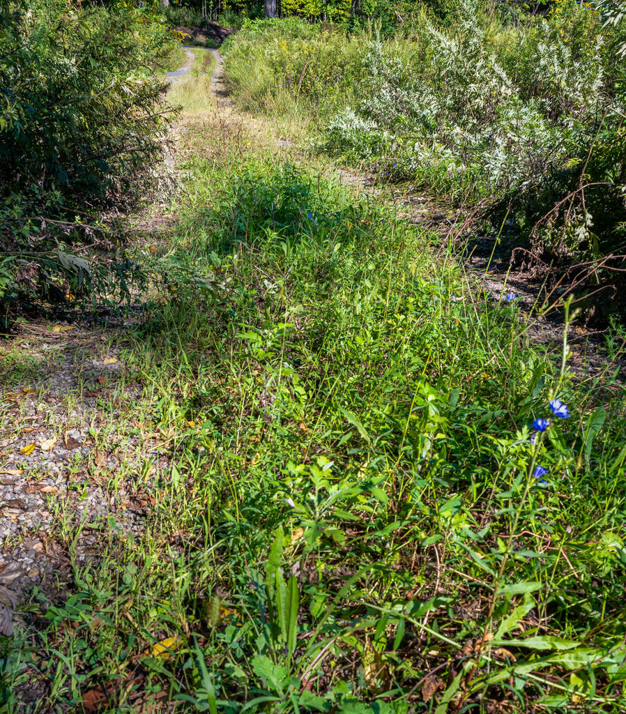 Dirt Road Image Avg 1-1.jpg