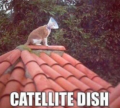 dish.jpg