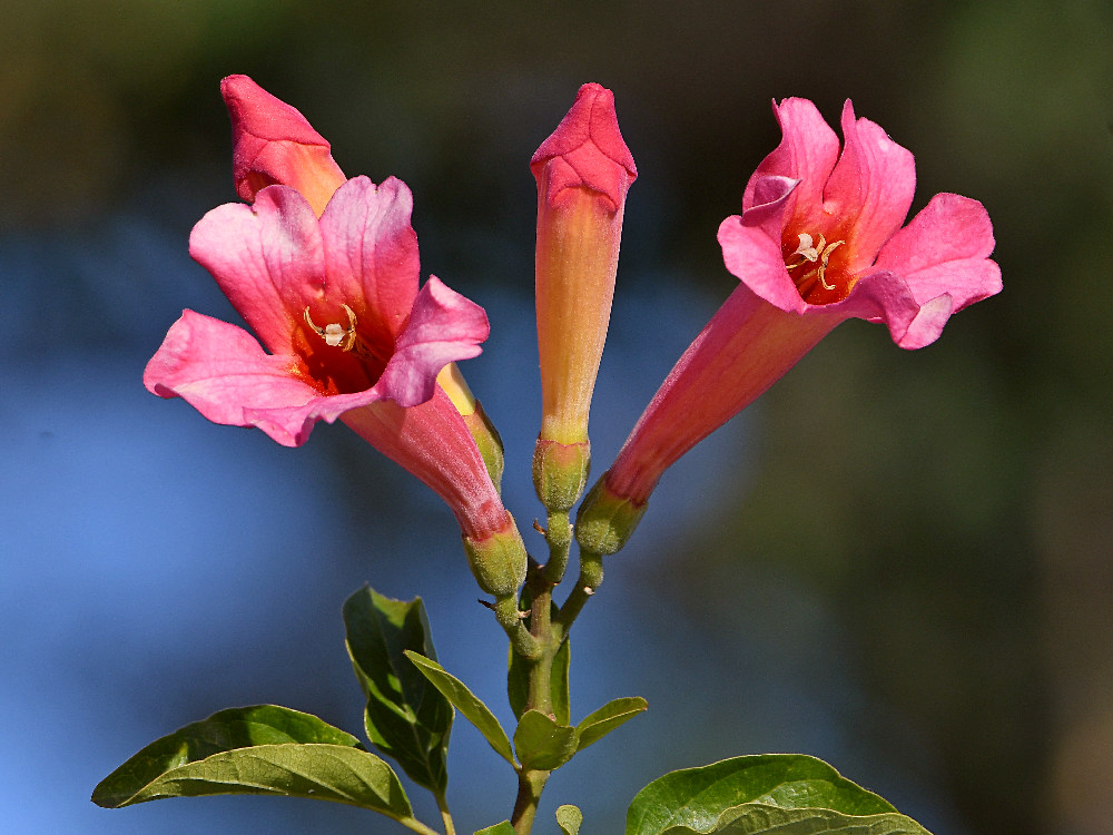 Distictus.jpg
