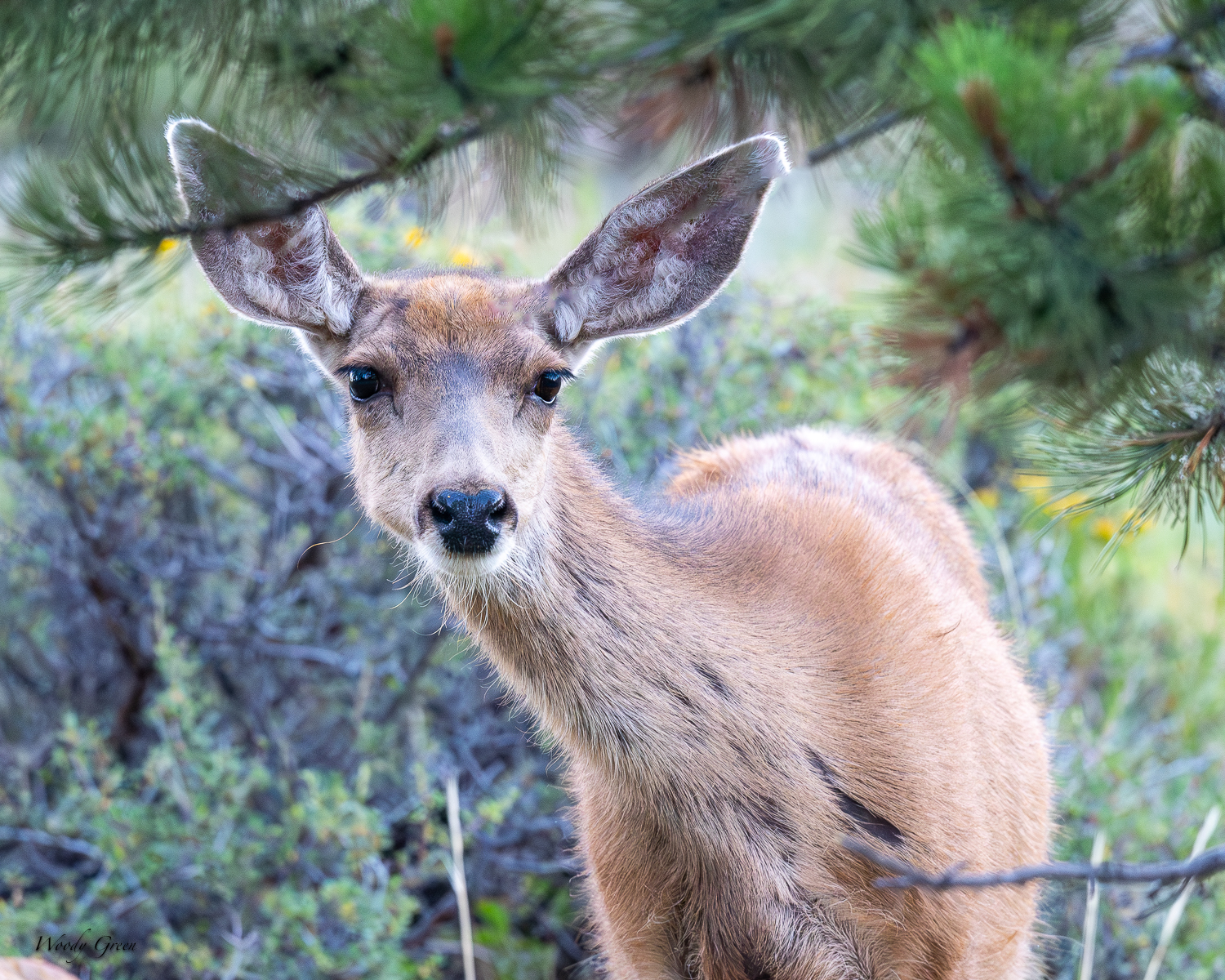 doe-285.jpg